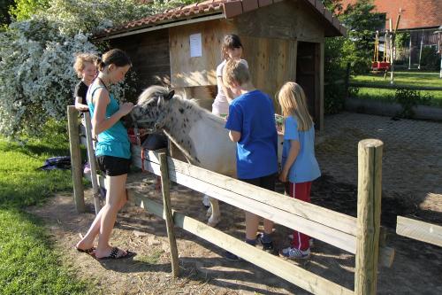 Pony Striegeln