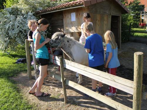 Pony Striegeln