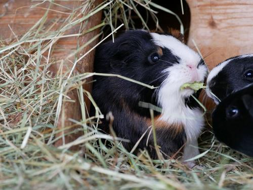 Unsere süßen Meerschweinchen beim fressen