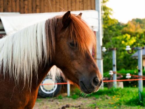 Unser Pony Schangri