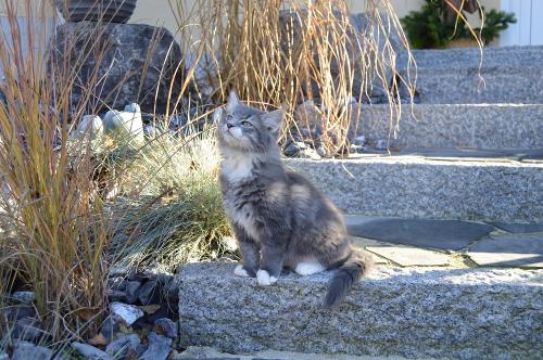 Unser süßer Kater Karlo