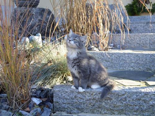 Unser süßer Kater Karlo