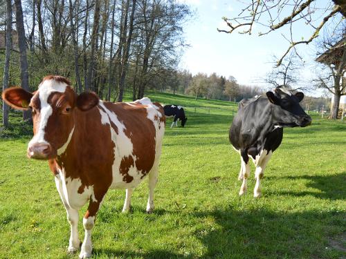 Unsere Kühe auf der Weide Unsere Kühe auf der Weide