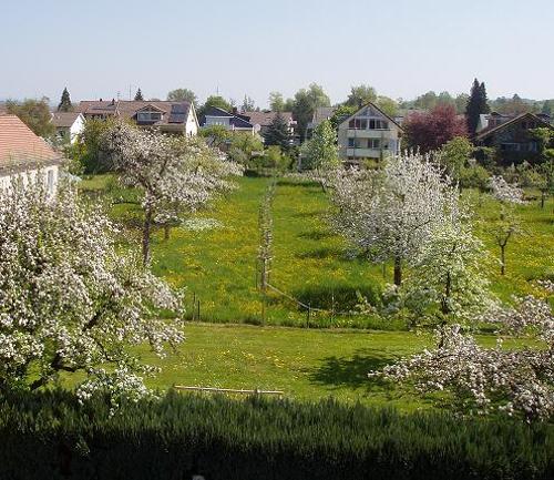 Blick in den Garten
