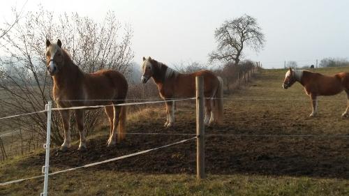 Unsere Hafis