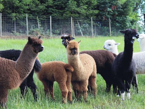 Unsere Alpakaherde Unsere Alpakaherde