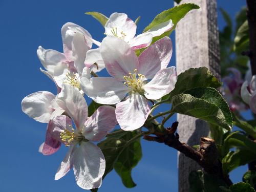 apfelblüte