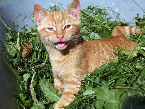 Kater Lui