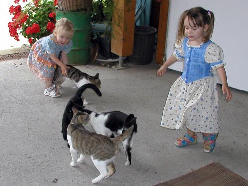 knolls_katzen