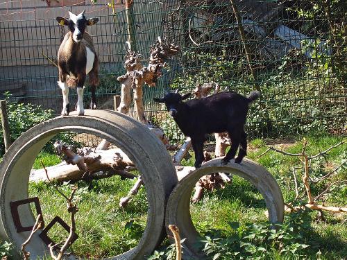 Heidi und Rambo