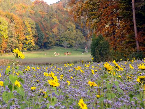 herbststimmung2