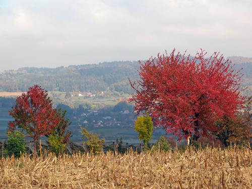 herbststimmung3