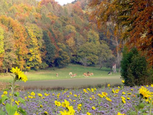 Herbststimmung Herbststimmung