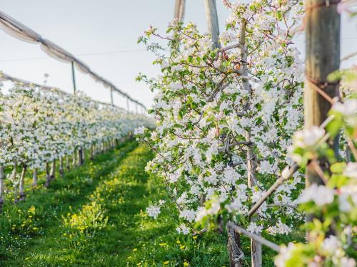 Blühende Obstbäume