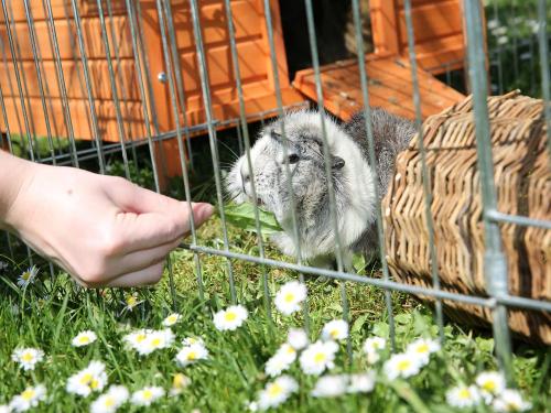 Tiere auf dem Oberhof