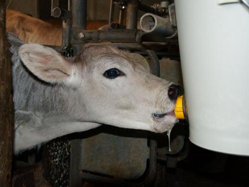 Auch den Kälbchen schmeckt die Milch