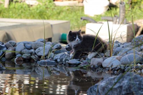Kätzchen am Schwimmteich