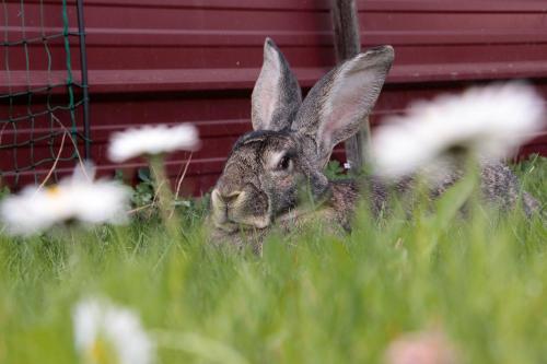 Hasen im Freigehege