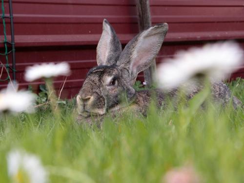 Hasen im Freigehege
