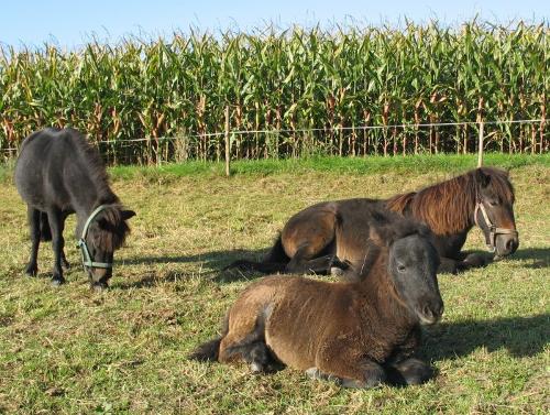 ponys