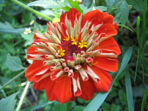 blumen2