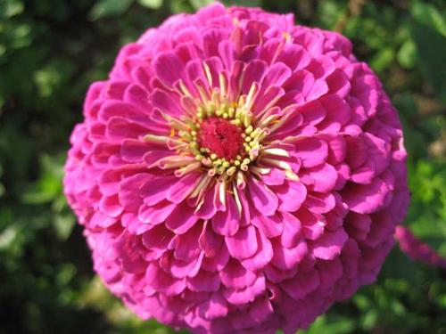 blumen1