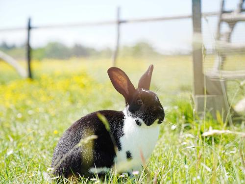 Hase_2