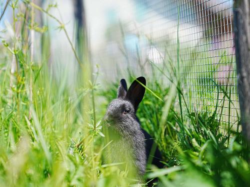 Hase