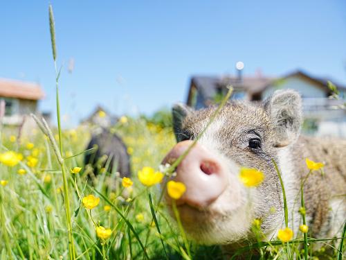 Schwein