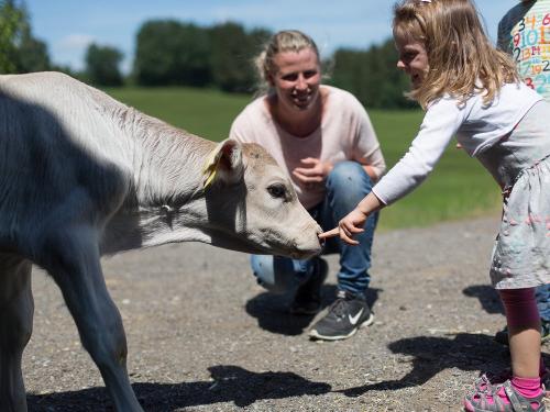 Kälbchen streicheln