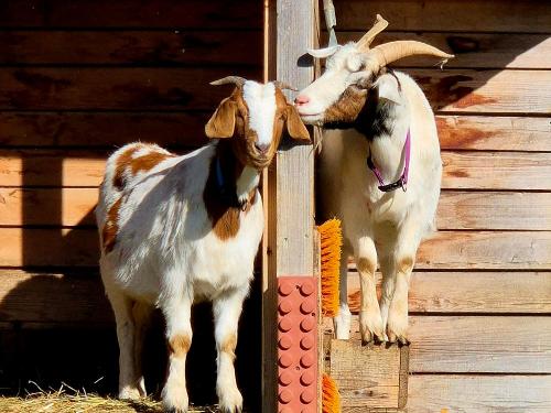 Paula und Adele beim Sonnenbaden