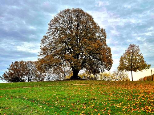 Wahrzeichen von Wittendorf, die alte Linde am Spielplatz