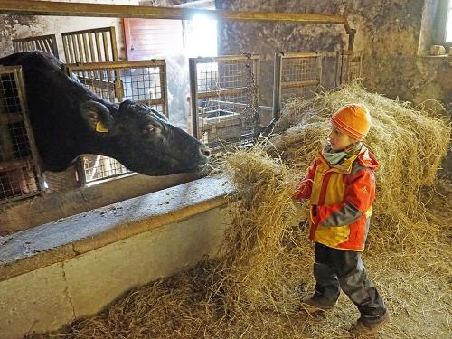 Rinder füttern im Winter