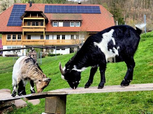 streichelzoo-bauernhof-schwarzwald