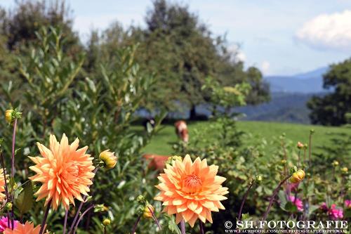 Impressionen vom Hof