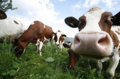 Tierische Hofbewohner