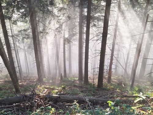 Mystischer Schwarzwald Mystischer Schwarzwald