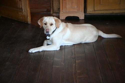Hofhund Carla