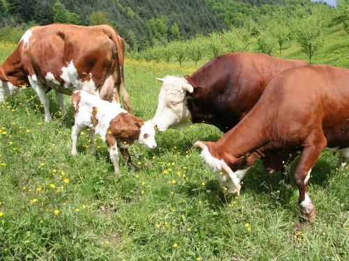 Unsere Pensionskühe