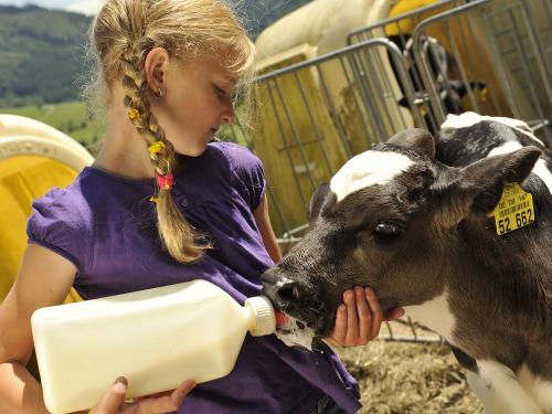 Kälbchen tränken Kälbchen tränken