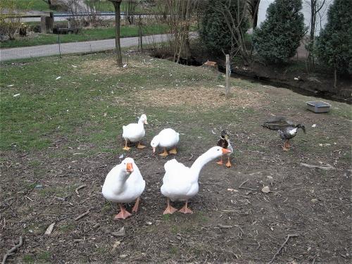 Gänse und Enten am Bach