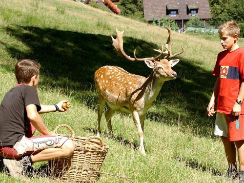 ferienbauernhof-gengenbach-01 ferienbauernhof-gengenbach-01