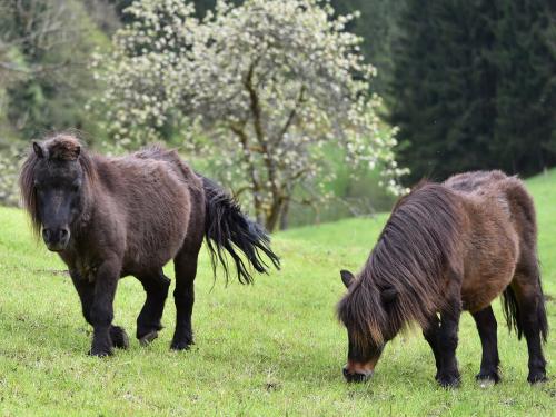 unsereponys