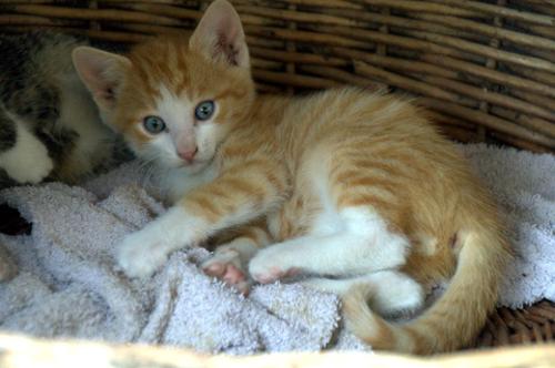 katze