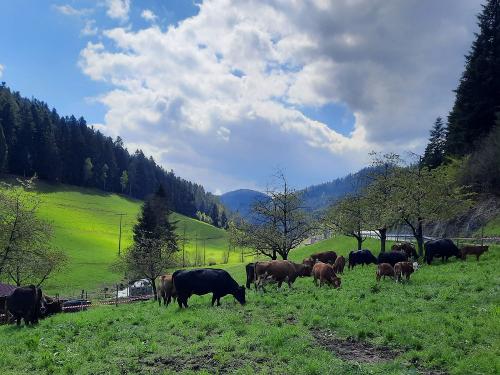 Mutterkühe auf der Weide