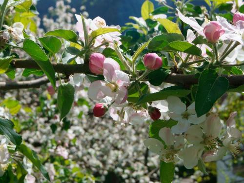 Apfelblüte