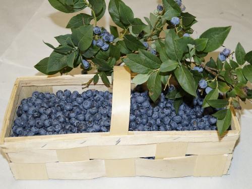 Kulturheidelbeeren vom Hinterschlauchbauernhof