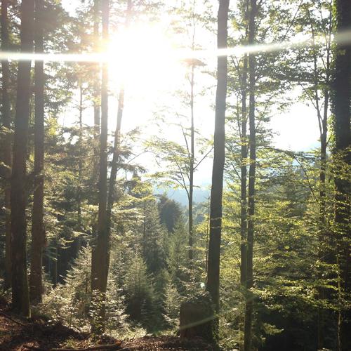 wald