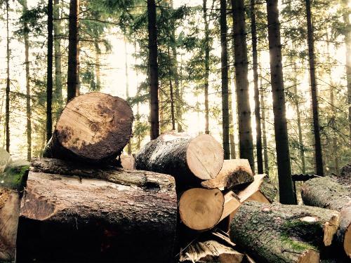 Eigenes Holz im Wald
