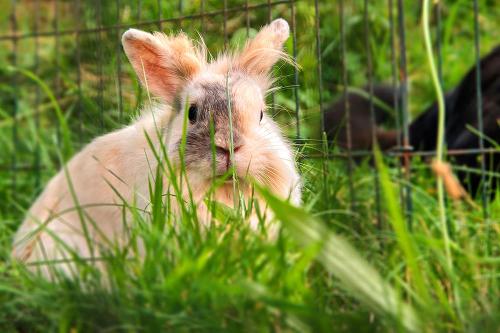 Unsere Streicheltiere